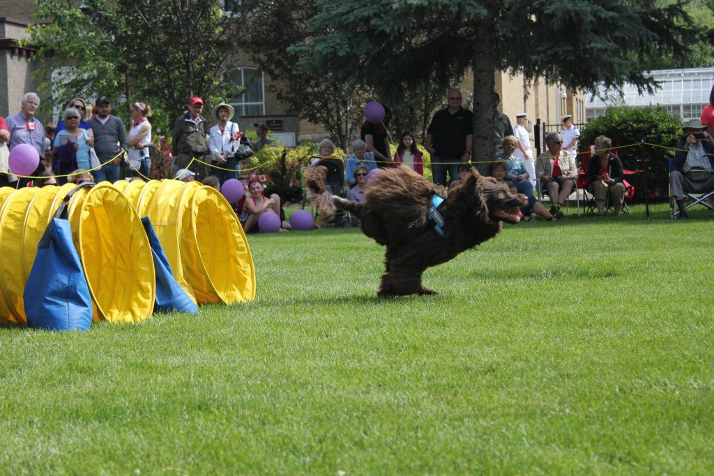 Agility Classes KAOS Dogsports